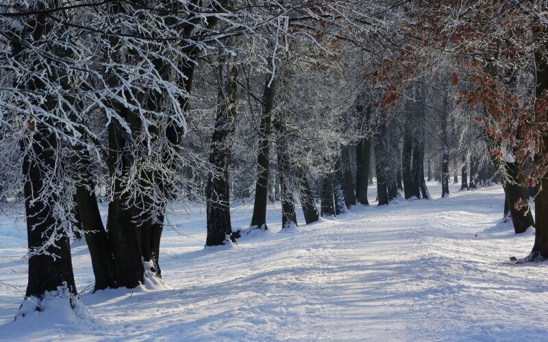 Snow-covered path in a park