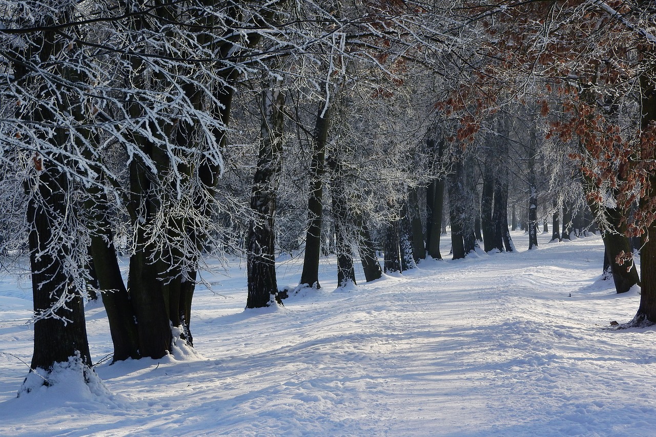 Snow-covered path in a park